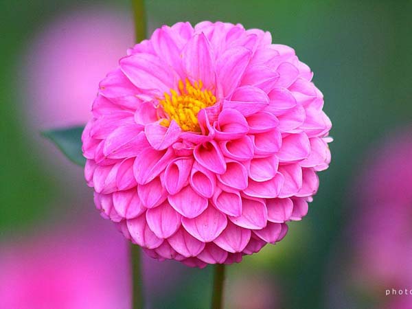 Dahlia Flower